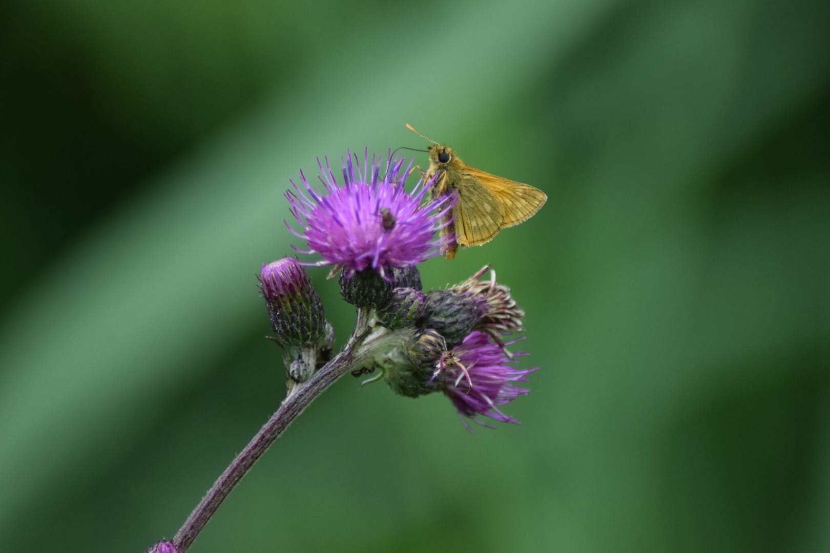 Passioneret foredrag om sommerfugle, sund natur/ biodiversitet eller andre fede naturemner - Ildfugl.com