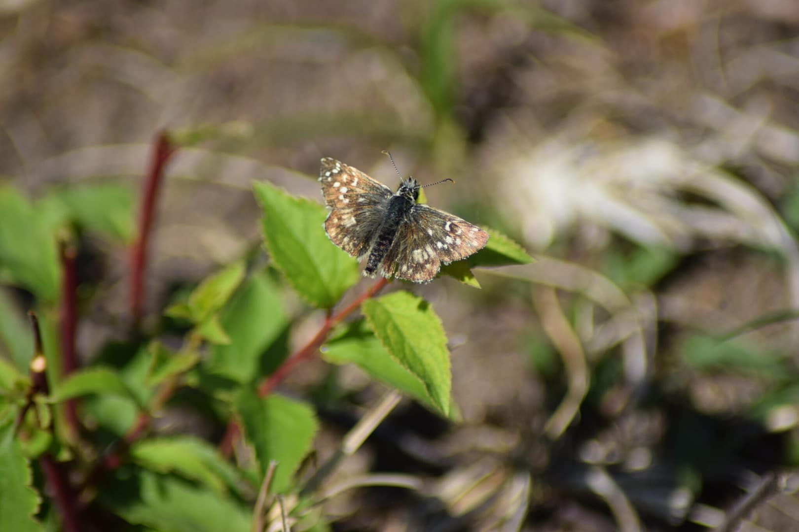 Fransk Bredpande (Pyrgus armoricanus) set fra oven. Solbader sig på Røsnæs. En sjælden dansk art. Ildfugl.com. Skrevet af Zelina Elex Petersen