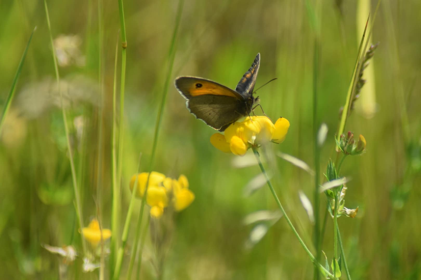Okkergul randøje (Coenonympha pamphilus) på almindelig kællingetand (Lotus corniculatus).