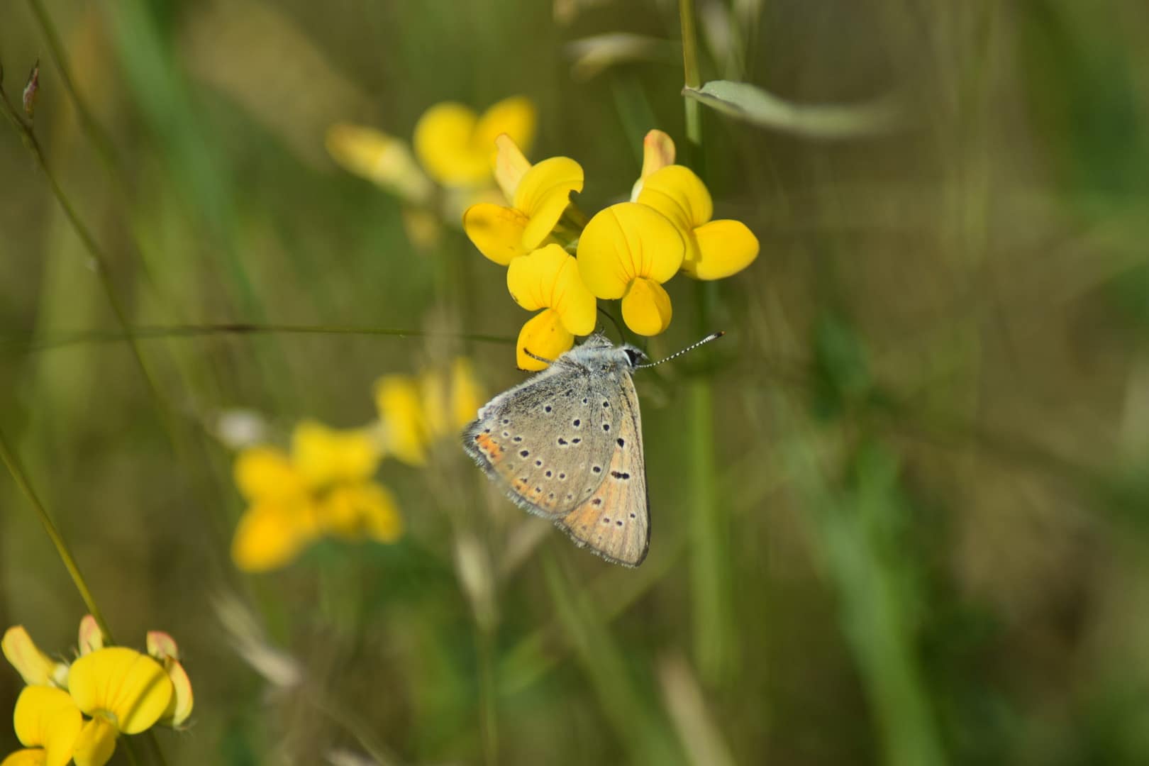 Forvaltning af Violetrandet ildfugl (Lycaena hippothoe). Forvaltning af sommerfugle. Ildfugl.com. Foto af Zelina Elex Petersen