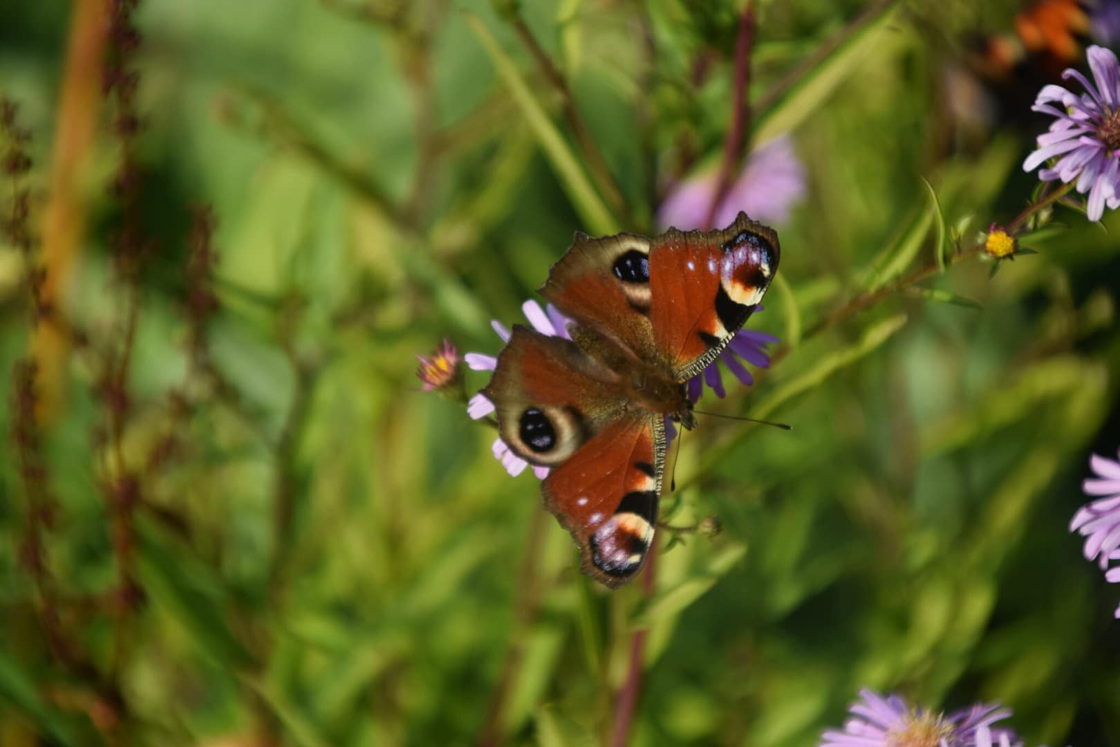 Dagpåfulgeøje (Inachis io) på asters (aster sp.). Asters er en smuk stauder, som pryder de fleste haver især i august. Dagpåfugleøje elsker asters! Forvaltning af Dagpåfugleøje - de danske sommerfugle.