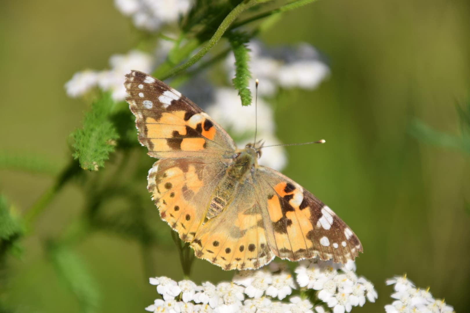 En Tidselsommerfugl (Cynthia Cardui) besøger et bed med blomster primært Almindelig Røllike (Achillea millefolium). Sommerfugleforvaltning, forvaltning af Tidselsommerfugl, Ildfugl.com.