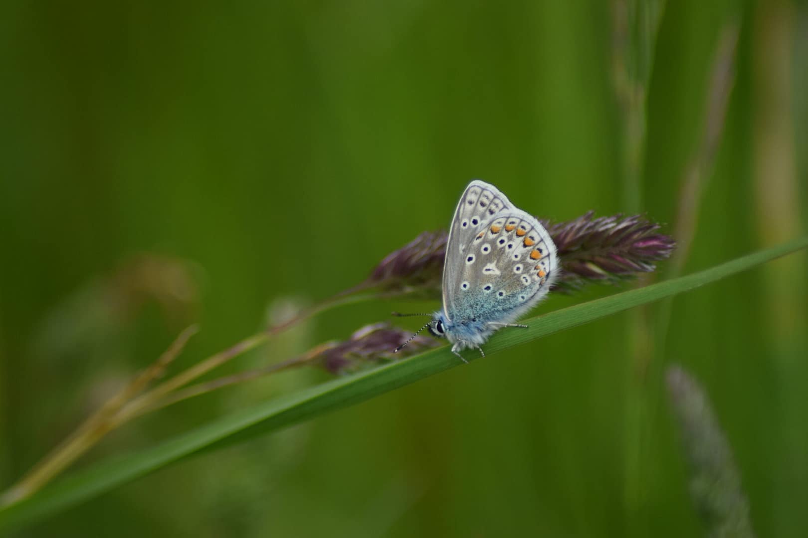 Almindelig blåfugl (Polyommatus icarus) på Fløjlsgræs (Holcus lanatus) læg mærke til de orange pletter der kendetegner arten. Denne er fundet langs kanalen der læber parallelt med kanalvej.