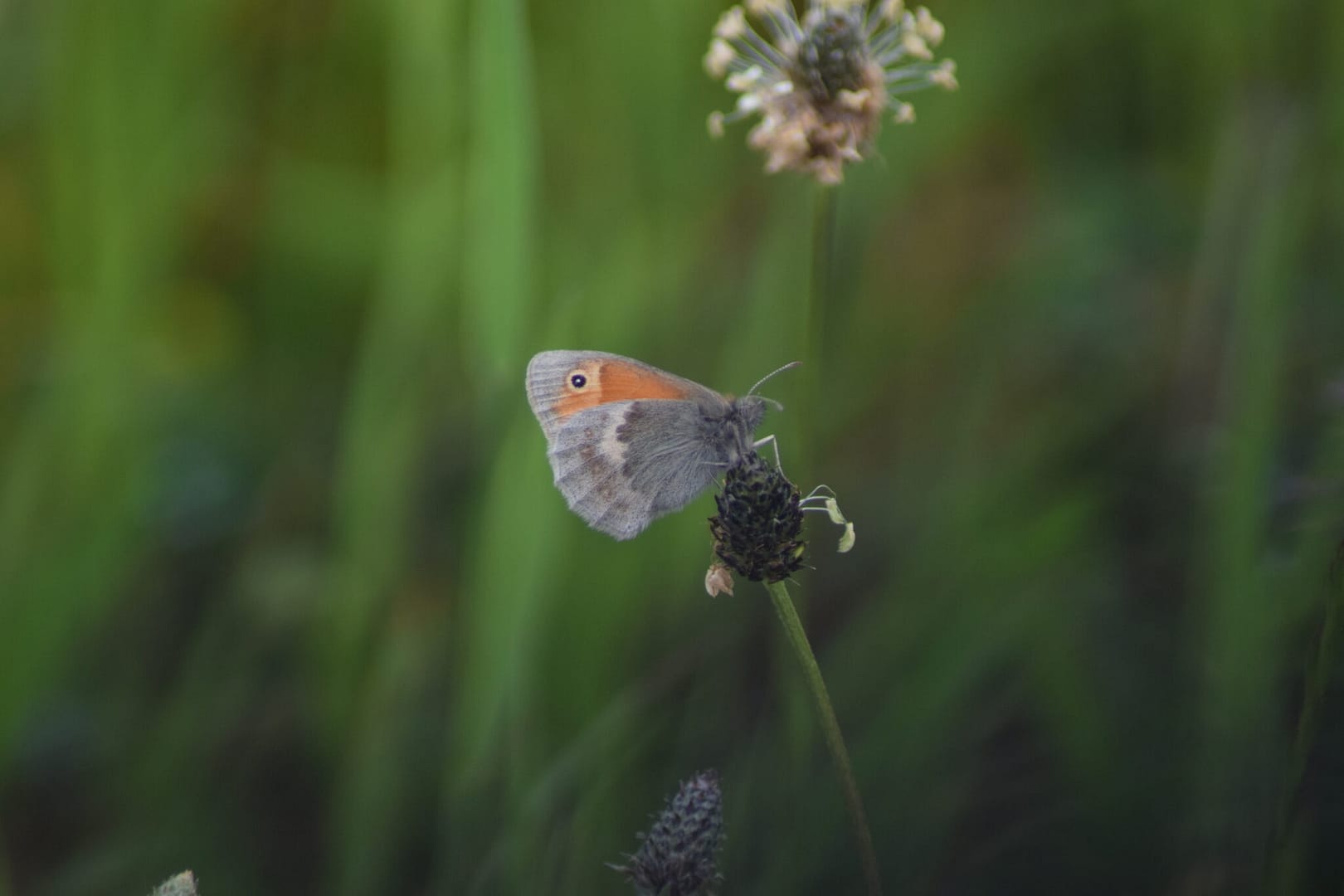 Okkergul Randøje (Coenonympha pamphilus) på Lancet-vejbred (Plantago lanceolata) Langs kanalen på Amager