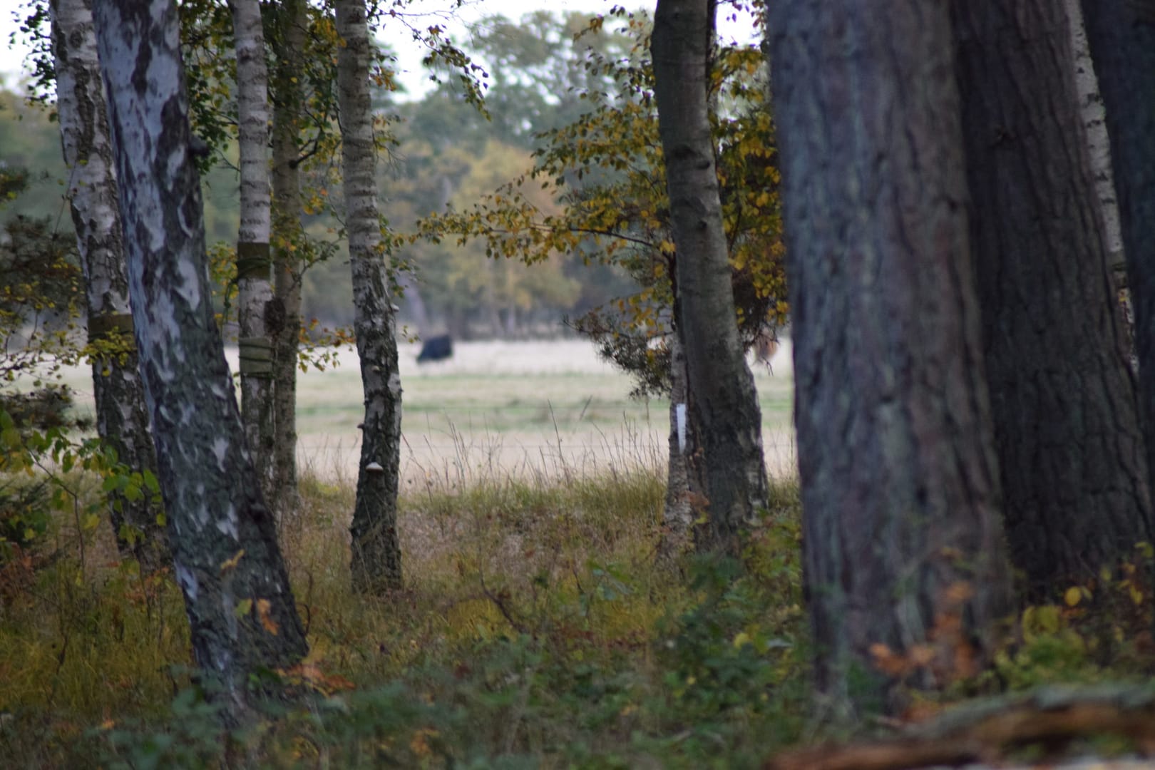 Oplev Møn, Ulvshale eng, Ulvshale skov, med birketræer (Betula sp.).