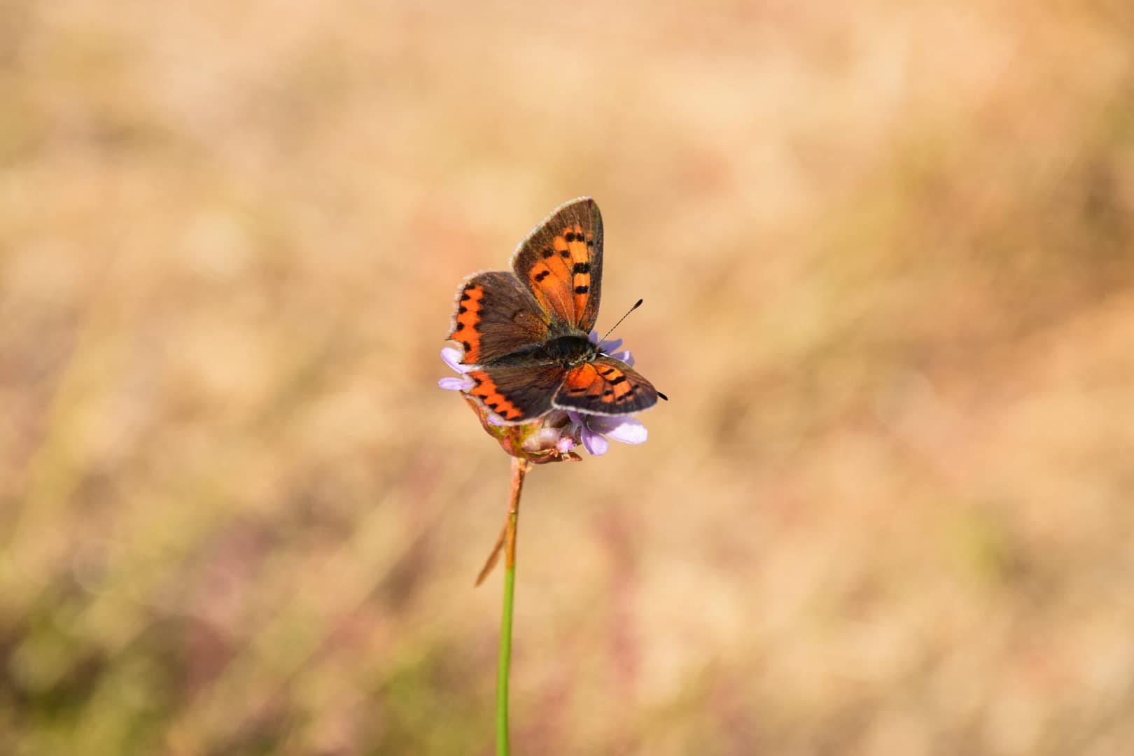 Lille ildfugl (Lycaena phlaeas) på Strand-Engelskgræs (Armeria maritima ssp. maritima) på Ulvshale strandeng - igen. Billedet er inkluderet, fordi man tydeligt kan se den tørre vegetation i baggrunden, som arten elsker. Ildfugl.com, Sommerfugle og forvaltning, Lille ildfugl.