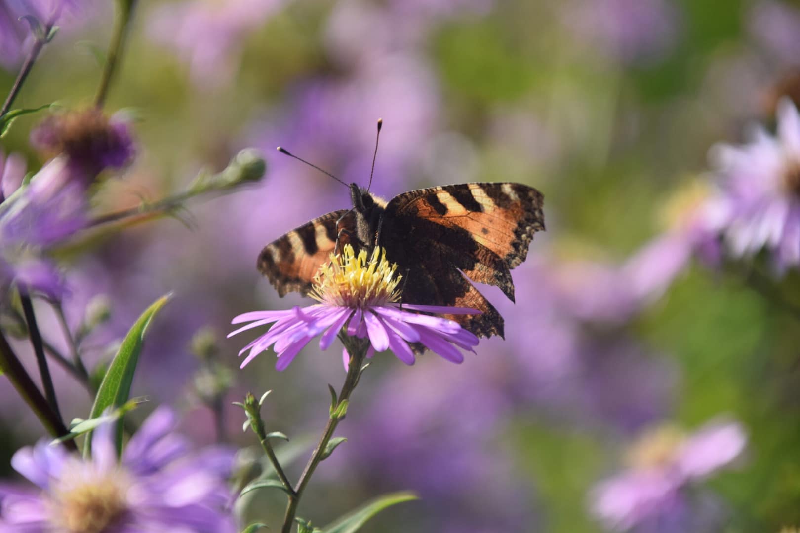Nældens Takvinge (Aglais urticae) set nedefra. Her ses den mere sortbrune underside, som næppe kan siges, at være lige så smuk som oversiden. Den er til gengæld en glimrende kamuflage. Billedet er taget på Augustenborg slot i august 2019 af Zelina Elex Petersen. Beskyttelse af Nældens Takvinge. Beskyttelse af Dagsommerfugle. Ildfugl.com
