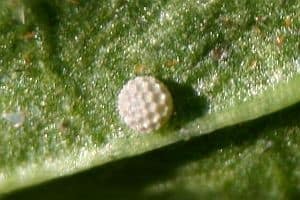 Dukatsommerfugle (Lycaena virgaureae) æg. Billede taget af Lars Andersen. Forvaltning af Violetrandet ildfugl. Forvaltning af Dagsommerfugle. Ildfugl.com