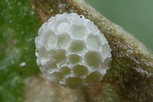 Lille Ildfugl (Lycaena phlaeas) æg. Billedet er taget af Lars Andersen. Forvaltning af Violetrandet ildfugl. Forvaltning af Dagsommerfugle. Ildfugl.com.