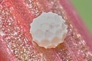 Violetrandet ildfugl (Lycaena hippothoe) æg. Billedet er taget af Lars Andersen. Forvaltning af Violetrandet ildfugl. Forvaltning af Dagsommerfugle. Ildfugl.com