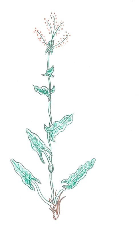 Almindelig syre (Rumex acetosa) er primær værtsplante for Violetrandet ildfugl. Violetrandet ildfugl forvaltning. Forvaltning af Dagsommerfugle. Ildfugl.com. Tegning af Zelina Elex Petersen