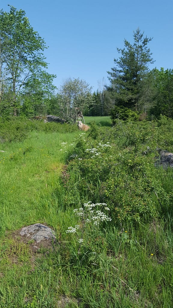 Terningsommerfugl (Hamearis Lucina) lokalitet i Bäckebområdet i Sverige. Billedet er taget af Klaus Hermansen. Ildfugl.com - Forvaltning af dagsommerfugle - Terningsommerfugl.