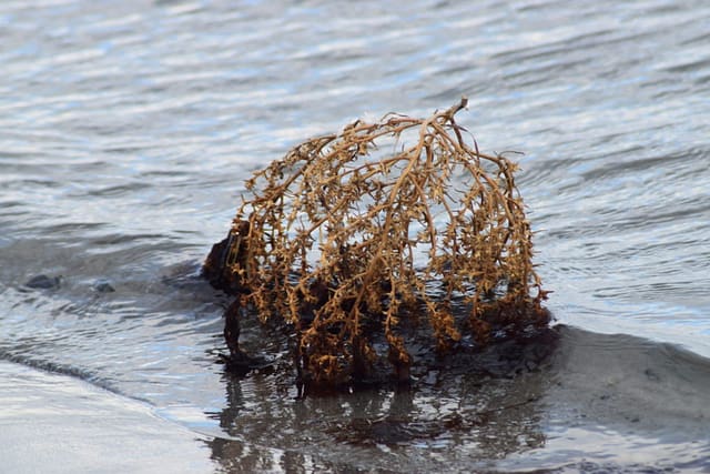 Almindelige Sodaurt (Salsola kali) er skyllet i land fra længere oppe af stranden. Planten er 1-årig og der kommer derfor nye af denne generations frø til næste år. Ulvshale Nordstrand, Oplev spændende Møn.