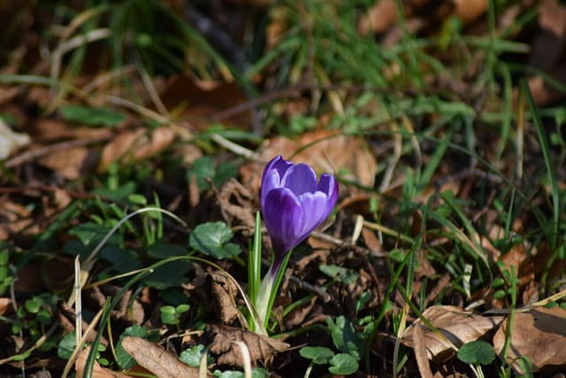 Årets første Krokus (Crocus), en lilla version. Der var godt nok to hvide ved siden af, men denne var den første jeg så. Så utrolig smuk. Natur ved Bagsværd sø.