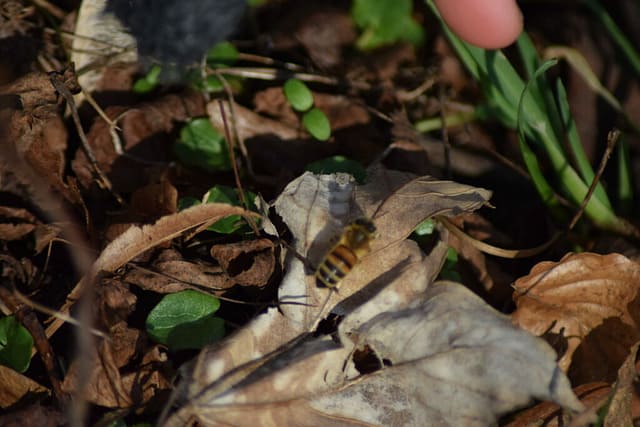 Årets første Honningbi (Apis mellifera), set ved Sophienholm slot. Jeg håber nu de andre bier sover lidt videre, der kan stadig komme frost, og så dør bierne. Naturen nær Bagsværd sø.