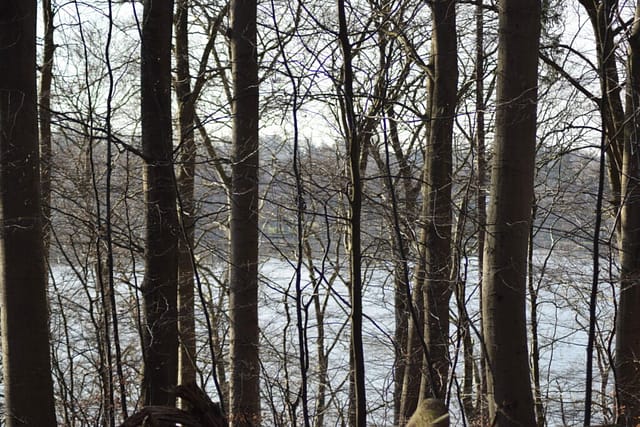 Skoven i februar er helt nøgen, men bestemt perfekt formet i al sin enkelthed. Den rejser sig højt over Bagsværd sø, med hjælp fra terrænet. Jeg håber jeg lærer at tage billeder der bedre viser skovens storhed udfra min opfattelse af den. Naturen nær Bagsværd sø.