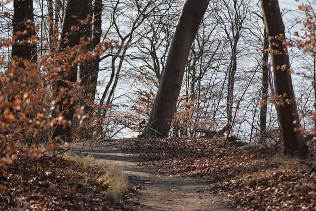 Vi fulgte stien gennem skoven. Den første os ned langs Bagsværd sø. Her kunne vi høre lyden af primært tre elementer. 1. Små bølger der slog mod træernes underlag, 2. Vinden der snoede sig mellem træerne og 3. Fuglene der sang fra trækronerne. Centrum for sanserne idag var træerne. Naturen Nær Bagsværd sø.