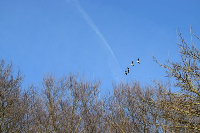 Grågæs (Anser anser) på træk. Der fløj en del over hovedet på os, men det er også nu de skal hjemad til Sverige og Norge. Naturen nær Bagsværd sø.