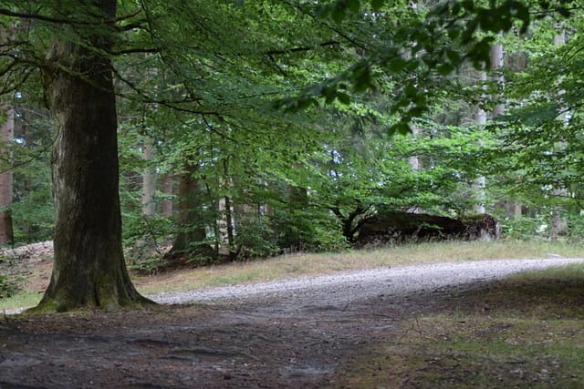Stien går videre ind mellem bøgetræerne (Fagus sylvatica), hvor den ellers næsten larmende stilhed, brydes af vinden og bog der falder omkring mig og på mig - av.