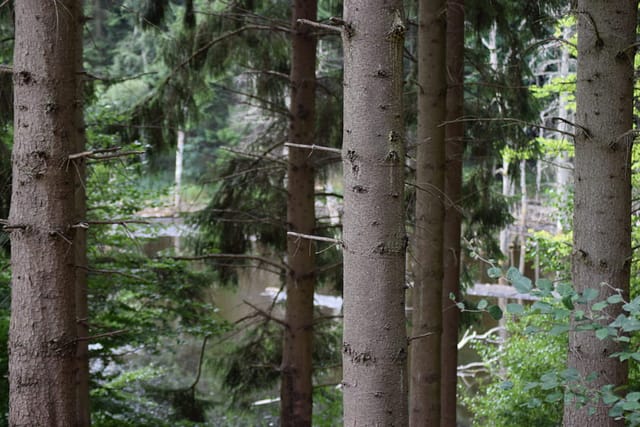 Store Brænteljung ses gennem grantræerne, man kan se vandspejlet, som i første omgang lover godt.