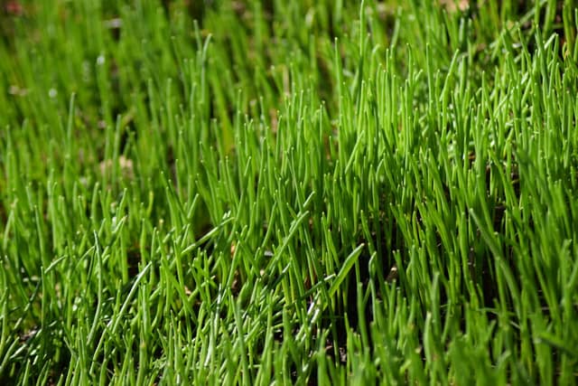 Det spire helt vildt ved Sophienholm slot. Det er vist nok noget kultur-løgplante noget (sikkert hyacinter), men jeg er overbevist om at her er mega smukt om en måneds tid. Vi tager tilbage og kigger på det. Naturen nær Bagsværd sø.