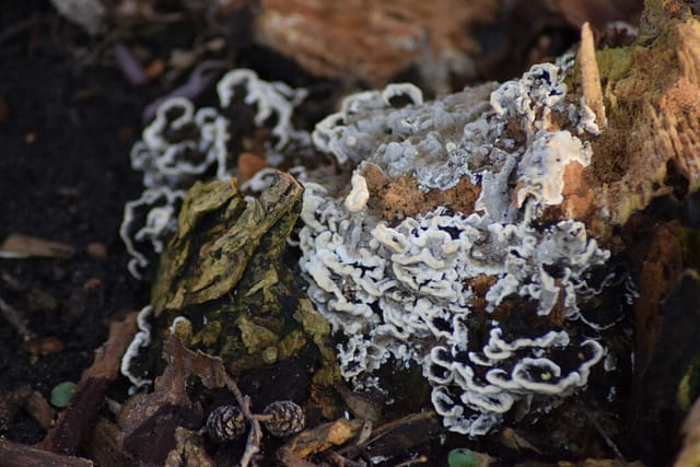 Sveden sodporesvamp (Bjerkandera adusta). Kristine og jeg faldt lige over denne mindre appetitlige svamp på vejen hjem. Den er nu fin i sine simple hvide/skimmeligne/sorte farver. Naturen nær Bagsværd sø.