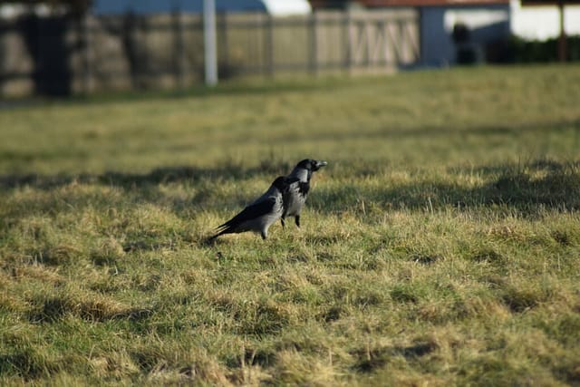 Et par Gråkrager (Corvus cornix) på rov i solskinnet. Mange er ikke så begejstret for kragefugle. Personligt synes jeg de passer strålende til den danske tøjfarve kultur. Dertil skal man også huske på at det er meget intelligente fugle. Naturen nær Bagsværd sø.
