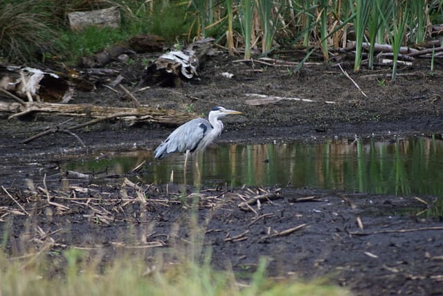 Fiskehejren (Ardea cinerea) går stille frem og tilbage i det køllige vand. Det er 30 grader varmt, og nedkøling er et must. Godt der stadig er vand i Nordlige del af Store Brænteljung sø.