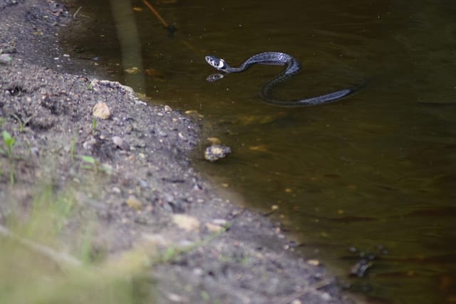 Vi så hinanden i vandkanten, og blev begge forskrækkede! Snogen (Natrix natrix) tog flugten over vandet, og jeg tog en million billeder.