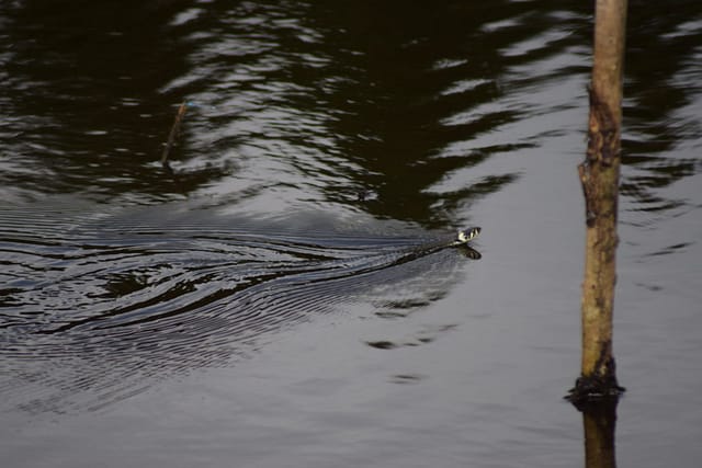 Det er ikke altid kendt at de kan svømme, men prøv at se denne snog (Natrix natrix) gå til den.