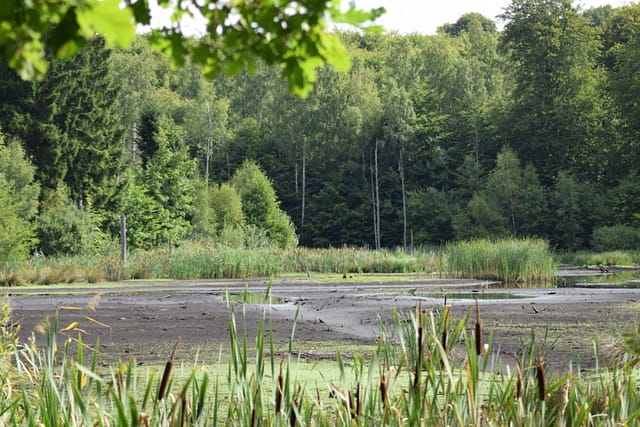 Prøv at forstille jer, hvor smuk Store Brænteljung sø er normalt. Det er et fantastisk syn man normalt møder mellem træerne. Som heldigvis stadig er meget grønne.