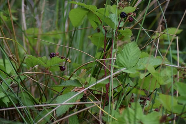 Jeg kender faktisk ikke dette relativt store årevingede insekt, men det havde travlt, og mener ikke jeg har set den før. Kom med et bud? P.S. den sidder i venstre midte ved brombærene (Rubus plicatus).