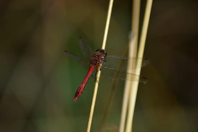 En smuk og fotogen guldsmed, den hedder Blodrød Hedelibel (Sympetrum sanguineum), og den blev ved at følge efter mig.