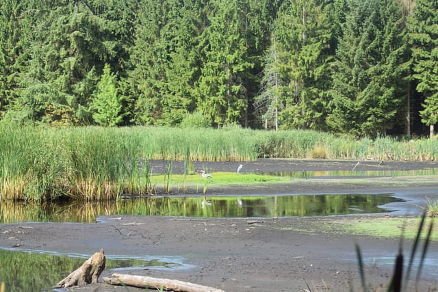 Udsigt over Store Brænteljung fra øst med Fiskehejerne (Ardea cinerea) i midten. Bare der stadig er fisk.