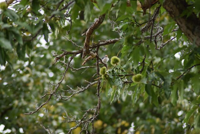 I den store, gamle Ægte kastanje (<em>Castanea sativa</em>), tager landsvalerne (<em>Hirundo rustica</em>) sig et velfortjent hvil mellem jagten på augusts insekter.