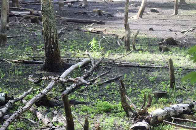 Skoven invadere den tørlagte Store Brænteljung sø.