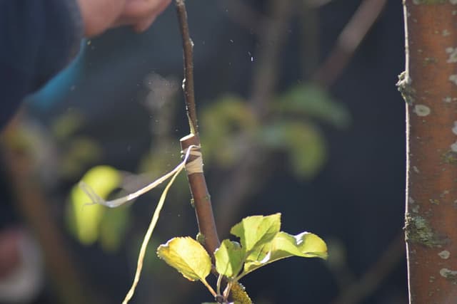 Gratis podningskursus på Æblernes dag i Stege på Møn. En ekspert holde en præsentation om hvordan man poder æbletræer. Det var vældig interessant.