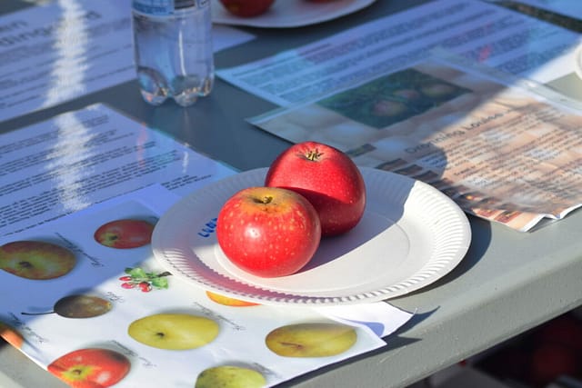 Hvilket æble? Jeg kan ærlig talt ikke huske det. Men der var en æbleekspert tilstede til Æblernes dag på Storegade i Stege (Møn). Hun kunne identificere de æbler man havde med.
