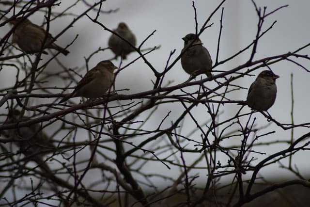 En flok Gråspurve (Passer domesticus) sidder i det gamle æbletræ i den lille gårdhave i Købstaden Stege. Der var mindst 50 individer.