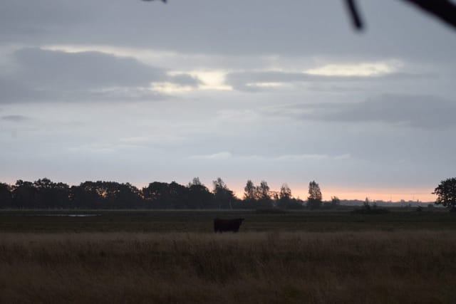 Ulvehale eng på Møn i de smukke morgentimer.