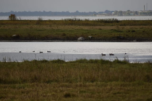 Udsigt fra Ulveshale engs fugletårn. Her ses søen på Ulvshale eng og bagest ses havet. Oplev Møn.