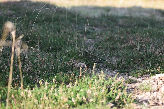 Hedelyng (Calluna vulgaris) på Ulvshale hede. Oplev Møn.