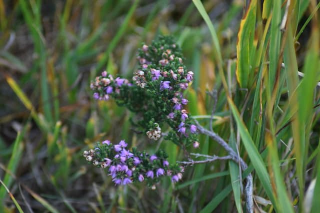Klokkelyng (Erica tetralix) på Ulvshale hede. Oplev Møn.