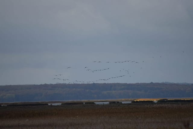 Fugletræk. Ulvshale har flere gode steder at observeret trækket. Oplev Møn.