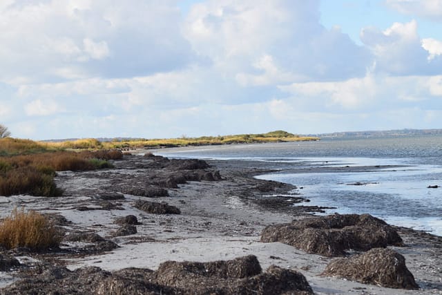 Sandstranden udvikler sig til en lækyst lige så stille og smukt. Ulvshale Nordstrand, Oplev spændende Møn.