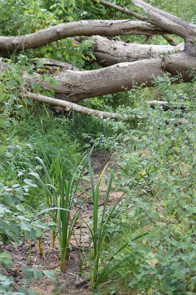 Rasterne af Tipperup å, for tiden er den ikke eksisterende.