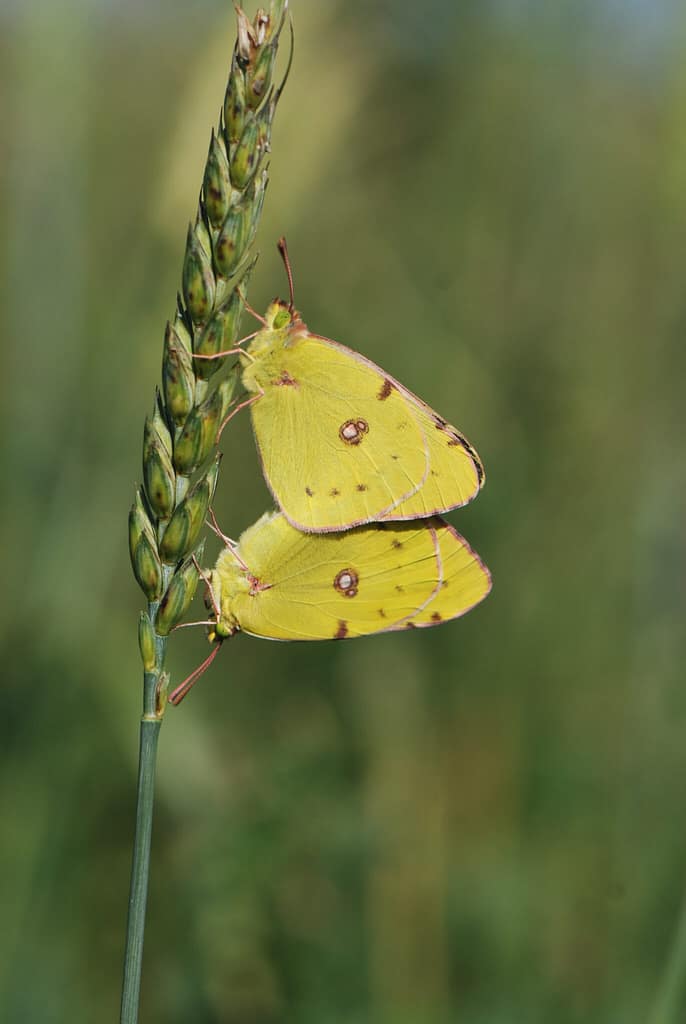 Parring hos Orange Høsommerfugl (Colias crocea). Billedet er taget af Klaus Hermansen ved Knuthenlund, år 2016. Beskyttelse af Orange Høsommerfugl (Colias crocea). Ildfugl.com