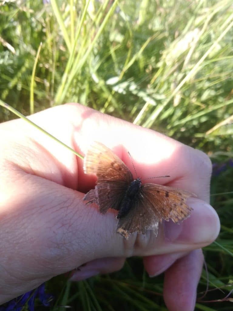 Violetrandet ildfugl hun (Lycaena hippothoe). Denne gamle hun kravlede op på min hånd. Hun havde nok ikke langt igen, men hun blev sat tilbage i vegetationen bagefter.