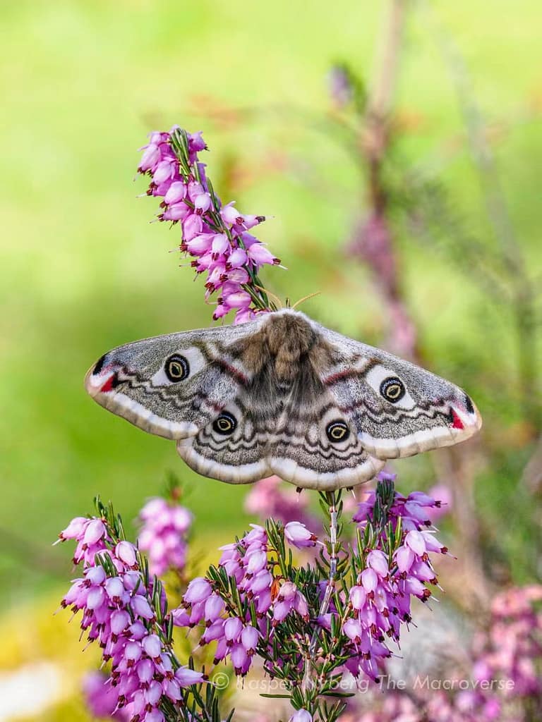 Hun af lille natpåfugle (Saturnia pavonia). Foto af Kasper Nyberg (derfor hans tag @macroverse).
