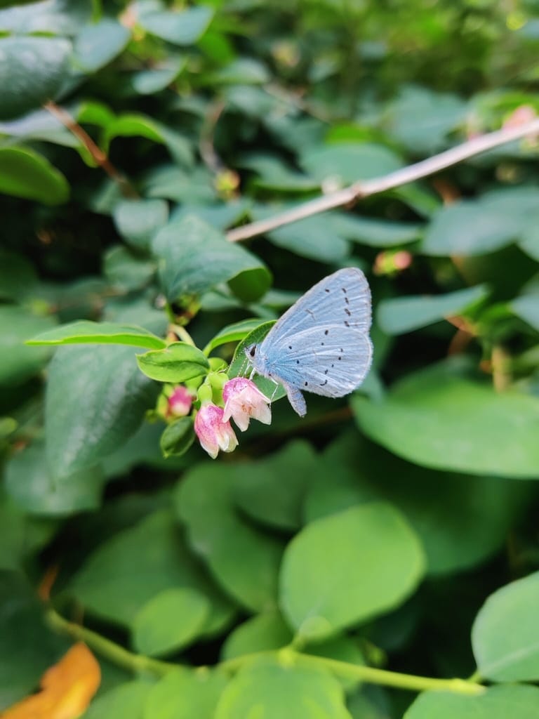 Skovblåfugl (Celastrina argiolus) på Snebær (Symphoricarpos sp.) i Bellahøjparken i Brønshøj. Foto: Zelina Elex Petersen, august 2021. Beskyttelse af Skovblåfugl. Ildfugl.com